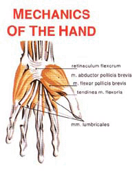 Hand Muscles